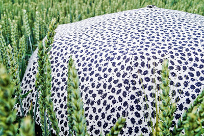 Umbrella on wheat field