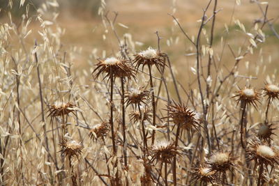 Close-up of thistle