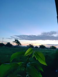 Close-up of fresh green plants on field against sky