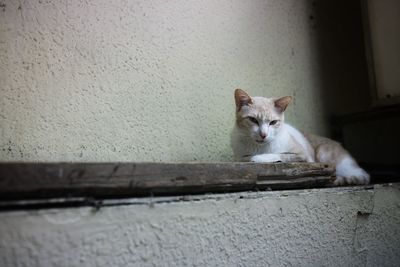 Portrait of cat relaxing against wall