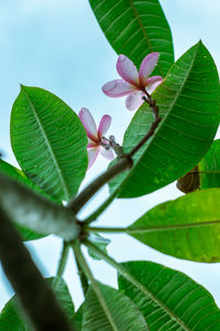 Close-up of pink leaves on plant