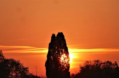Low angle view of silhouette trees against orange sky