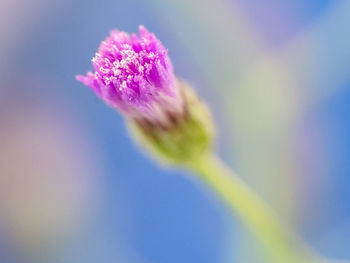 Close-up of pink flower