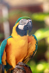 Blue and gold macaw bird ara ararauna perches in captivity in florida