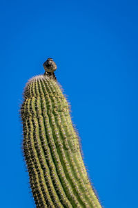 Low angle view of fresh cactus against clear blue sky