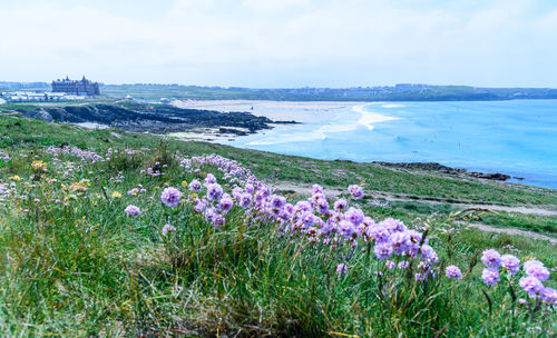 Purple flowering plants by sea against sky