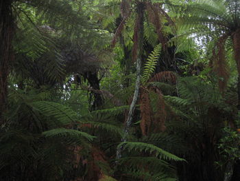 Trees and plants growing in forest