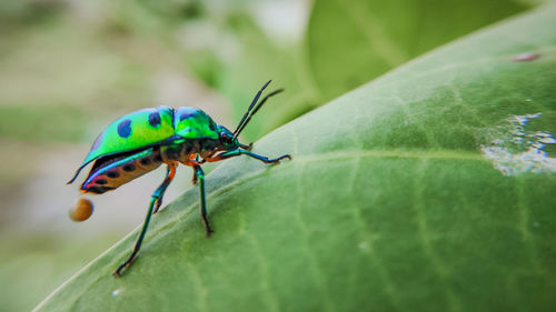 Close-up of insect on leaf