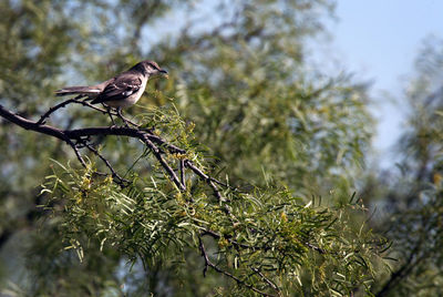 Low angle view of bird perching on tree