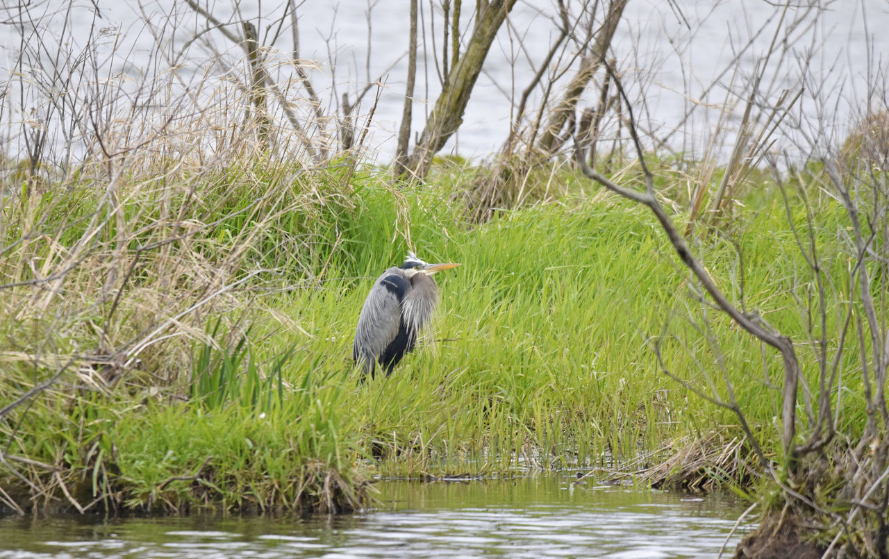 GRAY HERON PERCHING ON A TREE