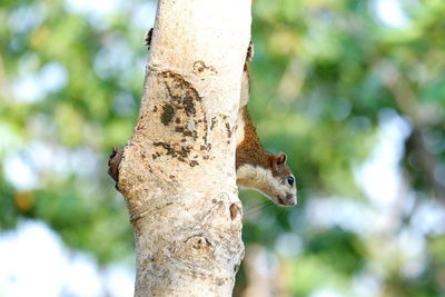 Close-up of squirrel on tree trunk