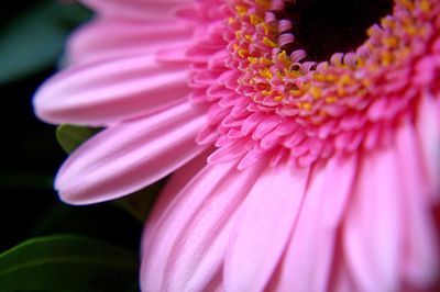 Close-up of pink flower