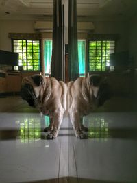 Dog looking through window