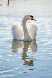 Swan swimming in lake