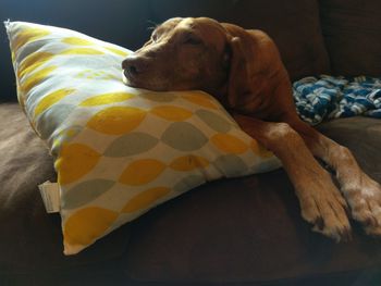 Dog sleeping on sofa