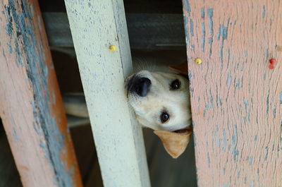 Close-up portrait of a dog