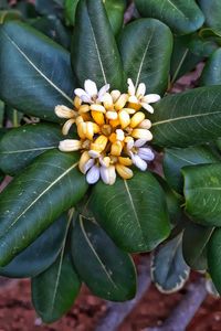 High angle view of flowering plant