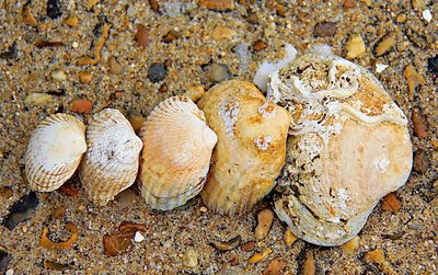 High angle view of shells on beach