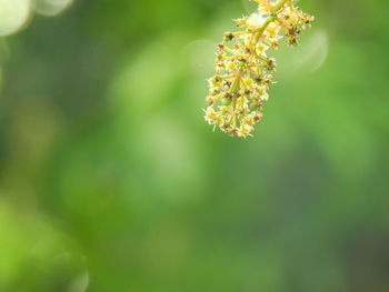 Close-up of flowering plant against blurred background