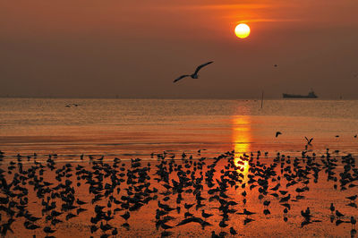 Silhouette birds flying over beach against orange sky