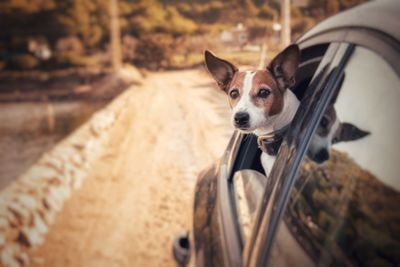 Portrait of dog by car