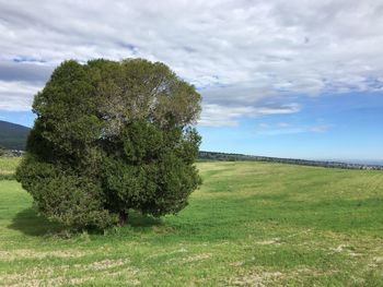 Tree on field against sky