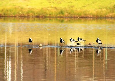 Birds in lake