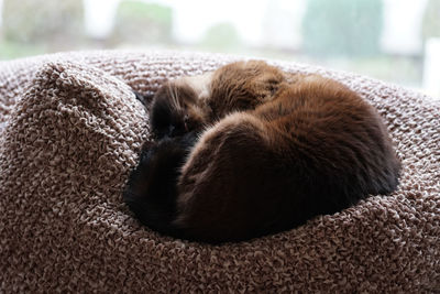 Close-up of cat sleeping on pet bed