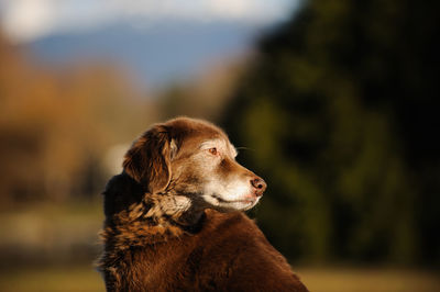 Close-up of an animal