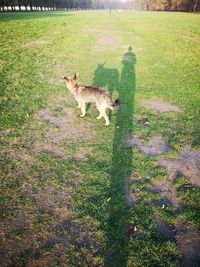 View of a dog on field