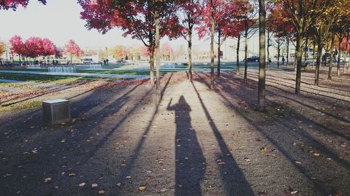 Trees against sky during sunset