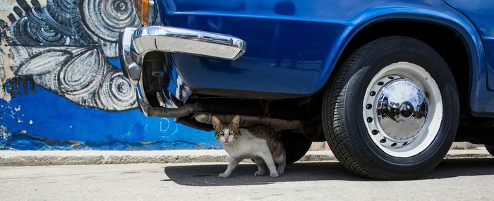 Portrait of cat below car on road