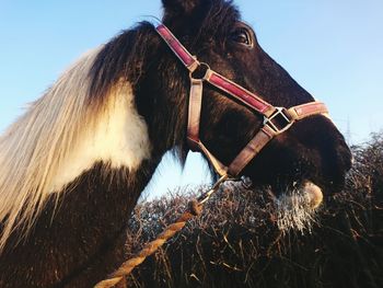 Close-up of horse against clear sky