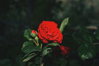 Close-up of red rose blooming outdoors