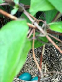 Close-up of plant