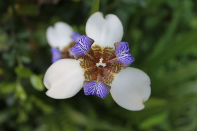 Close-up of white flowering plant