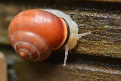 snails and slugs