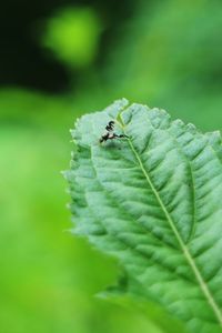 Close-up of insect on leaf