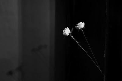 Close-up of white flowering plant