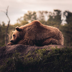 Chilling bear on the rock 