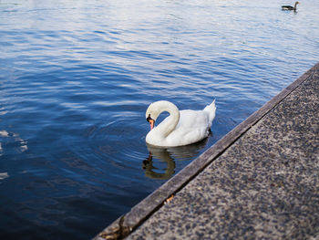 View of birds in water
