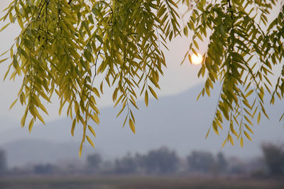 Low angle view of tree against sky