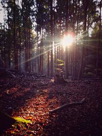 Sun shining through trees in forest