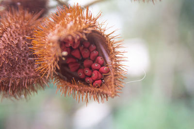 Close-up of berry growing on plant