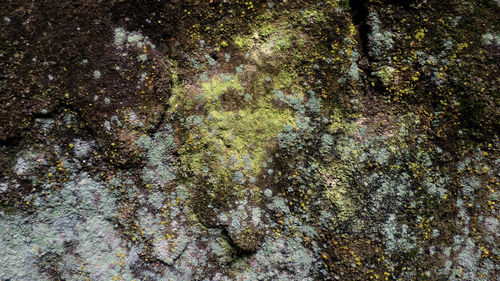 Full frame shot of lichen on rock