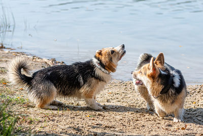 Several welsh corgi dogs play on the sandy beach by the lake on a sunny day