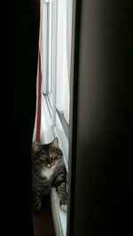 Close-up of cat looking through window