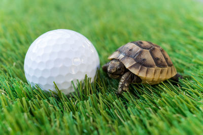 Close up of a young hermann turtle on a synthetic grass with golf ball - macro, selective focus,