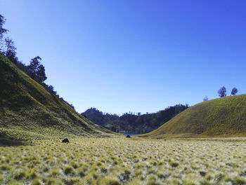 Scenic view of field against clear blue sky