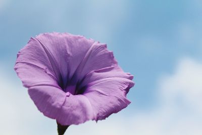 Close-up of purple flower